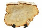 Petrified Wood (Tropical Hardwood) Slab with Stand - Indonesia #266088-1